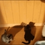 Kittens jump for shadow