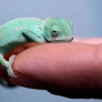 Little chameleon