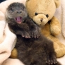 Otter is happy