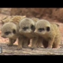 Baby meerkats