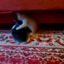 Kitten vs. bunny wrestling