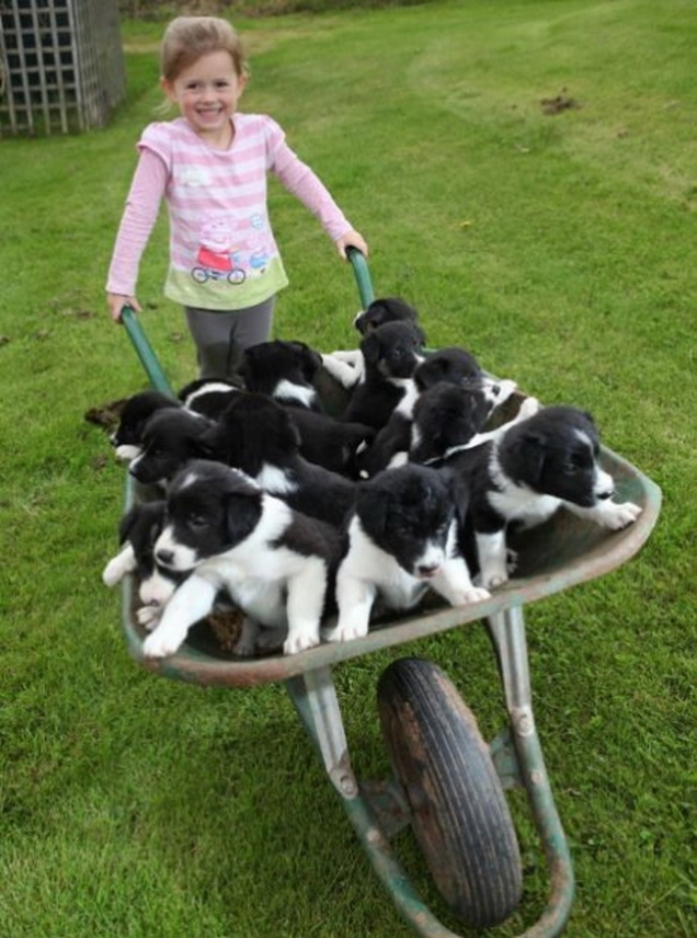 Puppies in a wheelbarrow