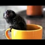 Tiny monkey in a cup