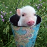 Piglet in a bucket