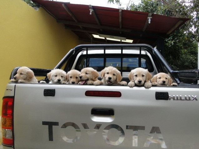 Puppies going for a ride
