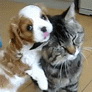 Puppy teasing cat