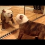 Bulldog puppy vs. mirror: 0-1