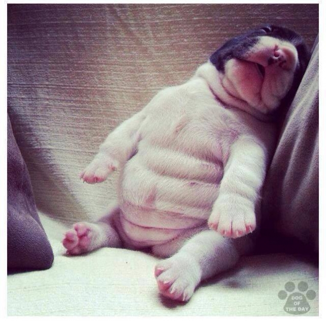Puppy belly