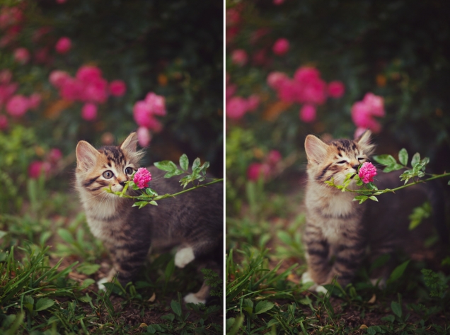 Kitten stops to smell a flower
