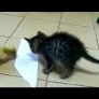 Kitten and duckling vs. sticky paper