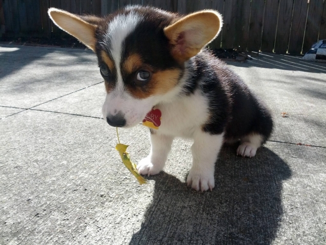Puppy has a leaf