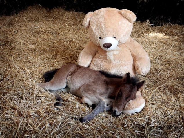 Baby horse sleeps with giant teddy bear