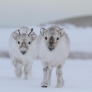 Baby reindeers
