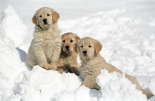 Puppies in Snow