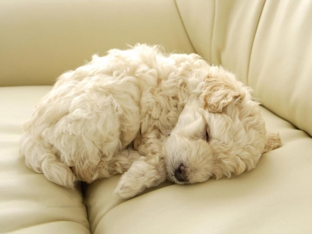 Curly furball poodle