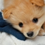 Adorable little pup