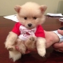 Am I a fluffy dog or a plush toy?