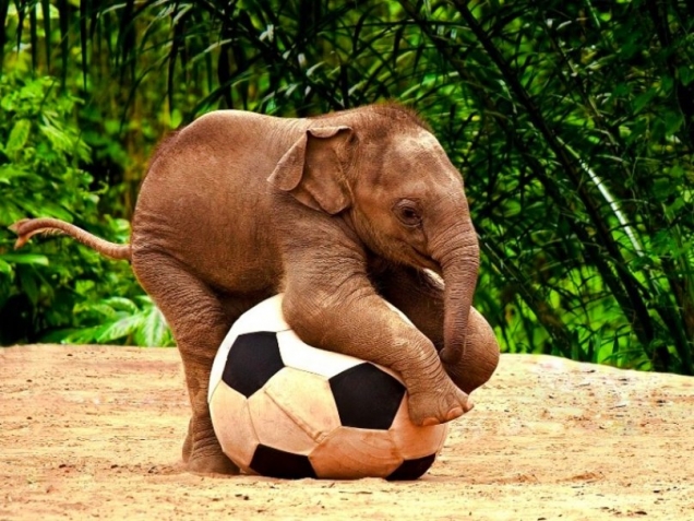 Baby elephant with his soccer ball
