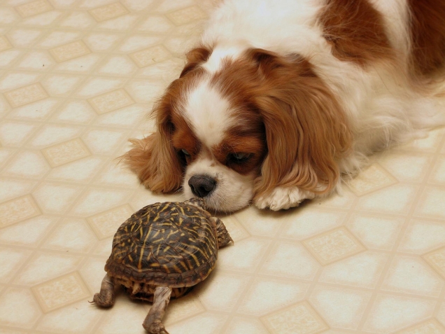 Cocker spaniel vs turtle