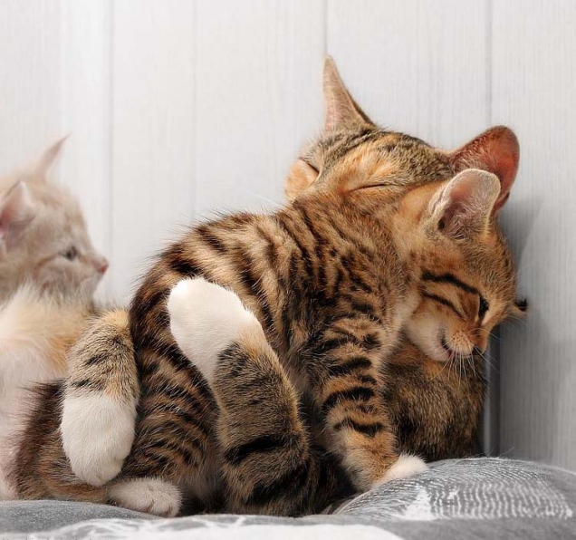 Cuddly kittens