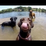 GoPro dog faces