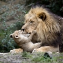 Lion parenting