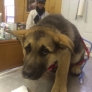 Terrified german shepherd puppy at a shot clinic