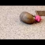 Cute armadillo playing