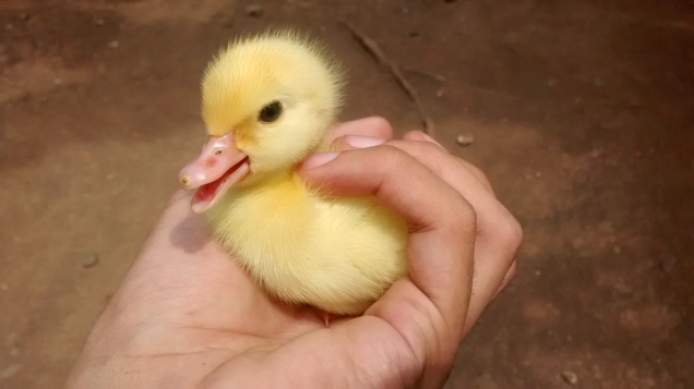 Baby duck held in hand