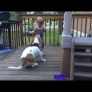 Playful dog and cheerful toddler