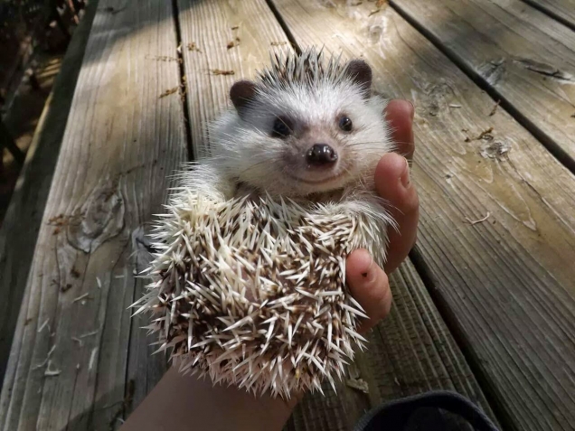 Happy little smiling hedgehog