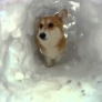 A snow tunnel for a cute corgi