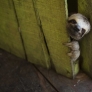 Peeping sloth