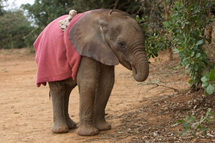 Baby elephant sucking his trunk