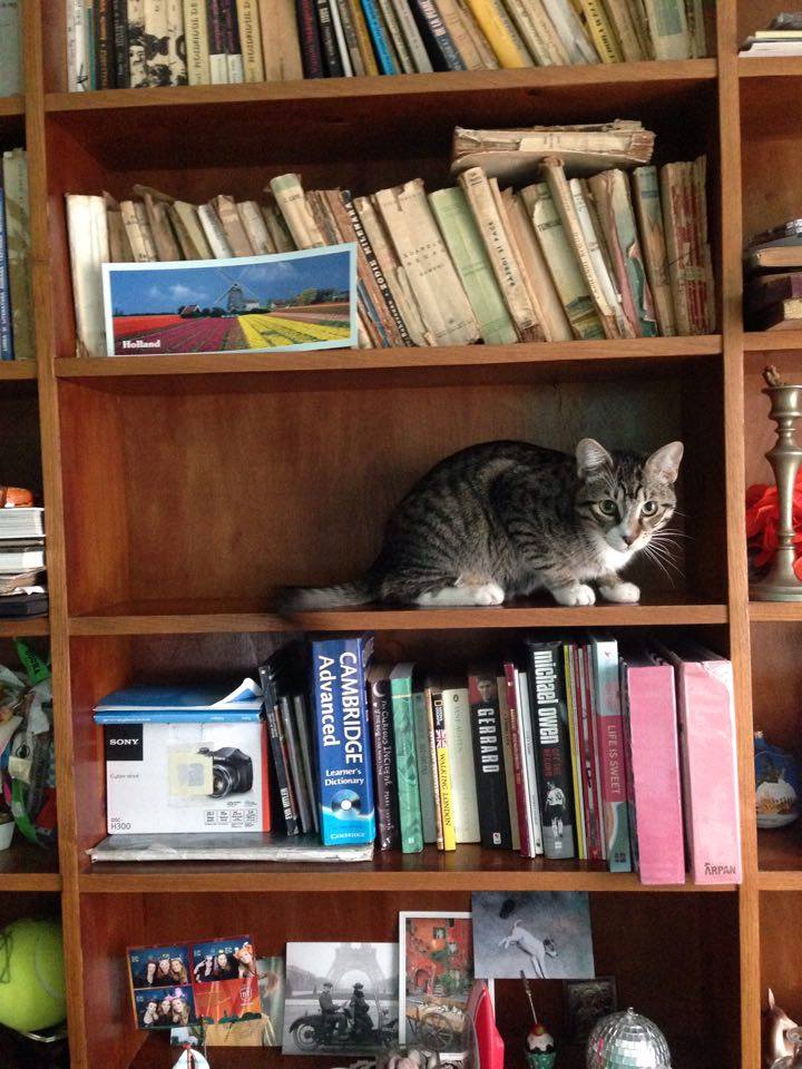 Bookshelf cat
