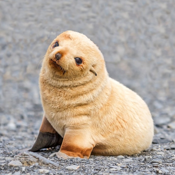 Cute baby seal posing